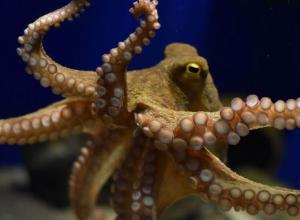 A la rencontre du poulpe